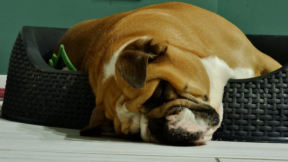 brown and white short coated dog