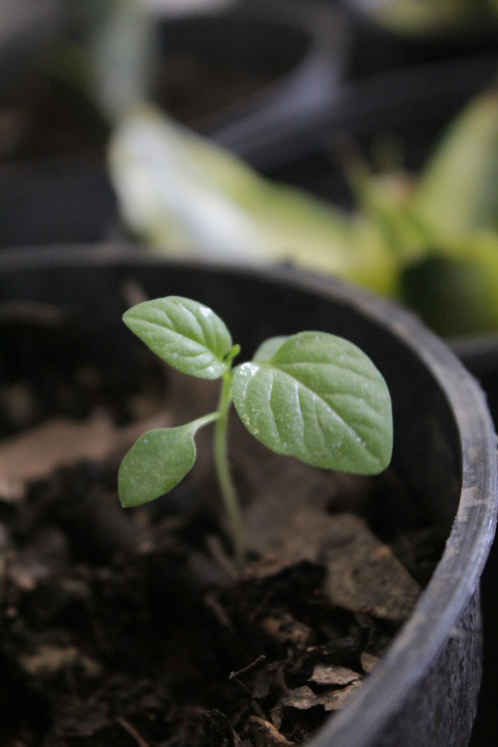 green plant on black pot