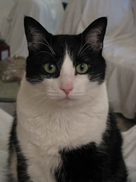 Close-up of a cat receiving a vaccination in a calm veterinary setting.