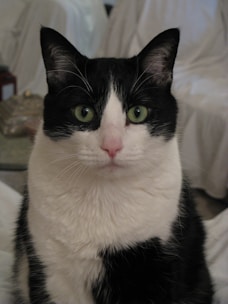 Close-up of a cat receiving a vaccination in a calm veterinary setting.