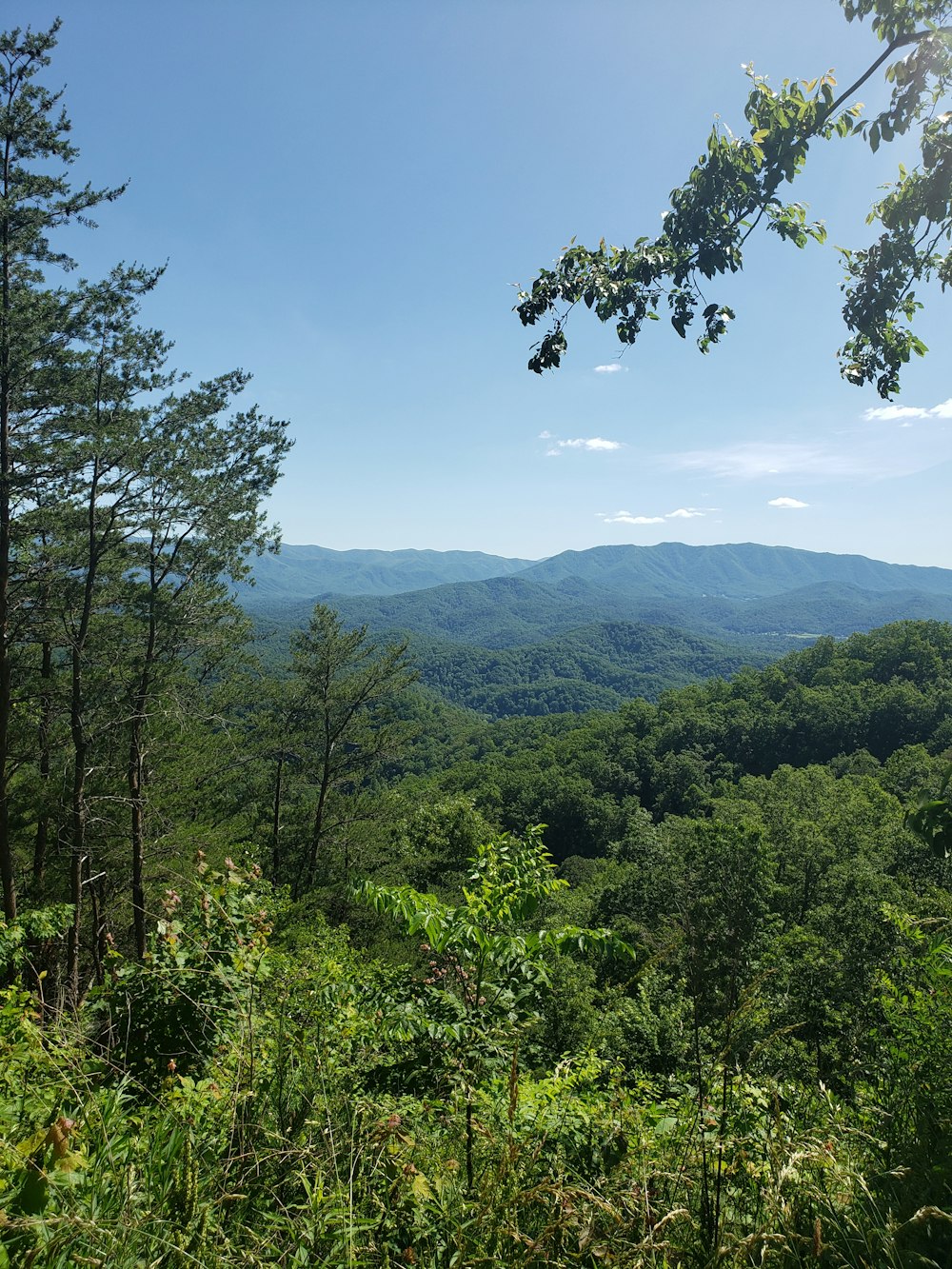 green trees on mountain under blue sky during daytime