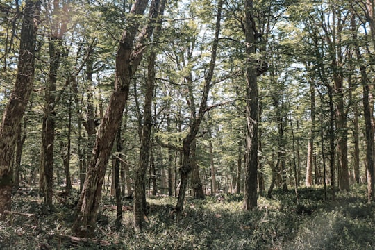 green and brown trees during daytime in El Bolsón Argentina