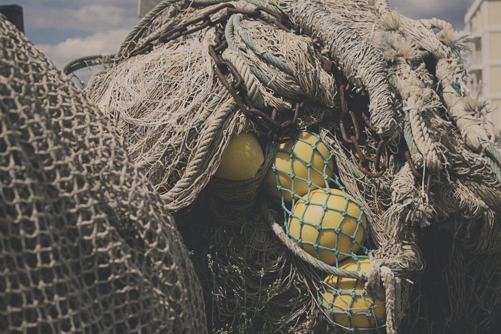 yellow round fruits on brown rope