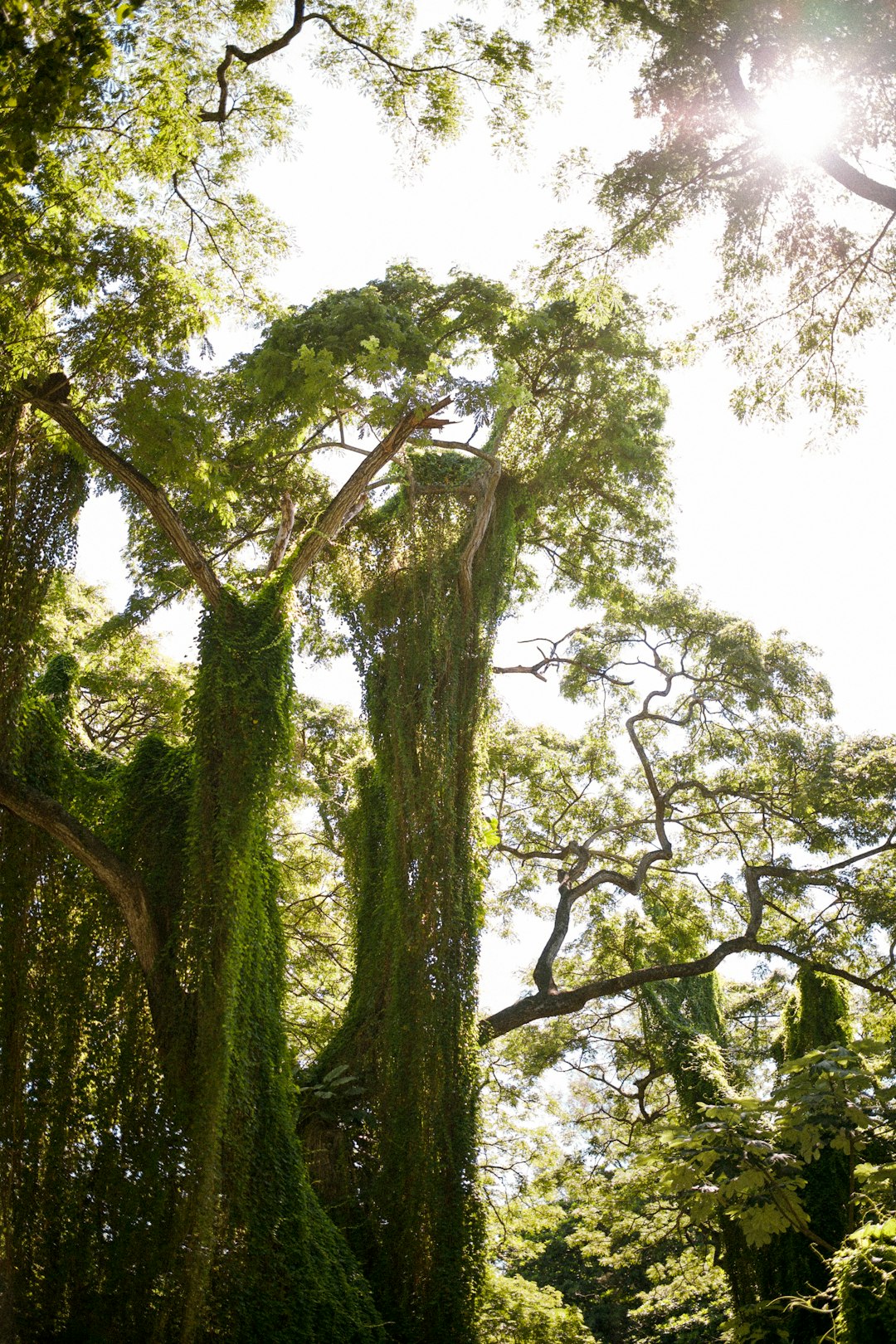 photo of La Habana Forest near Plaza de la Revolución