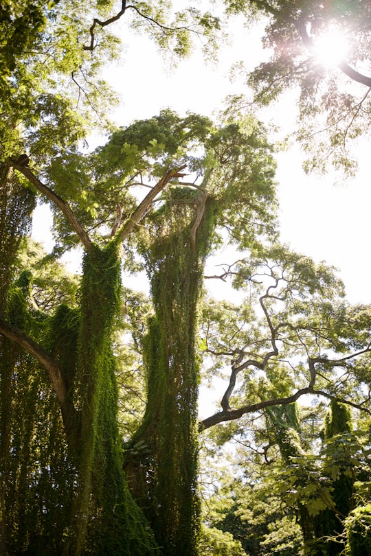 photo of La Habana Forest near Central Park