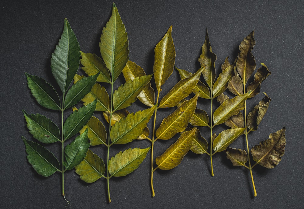 green leaves on black textile