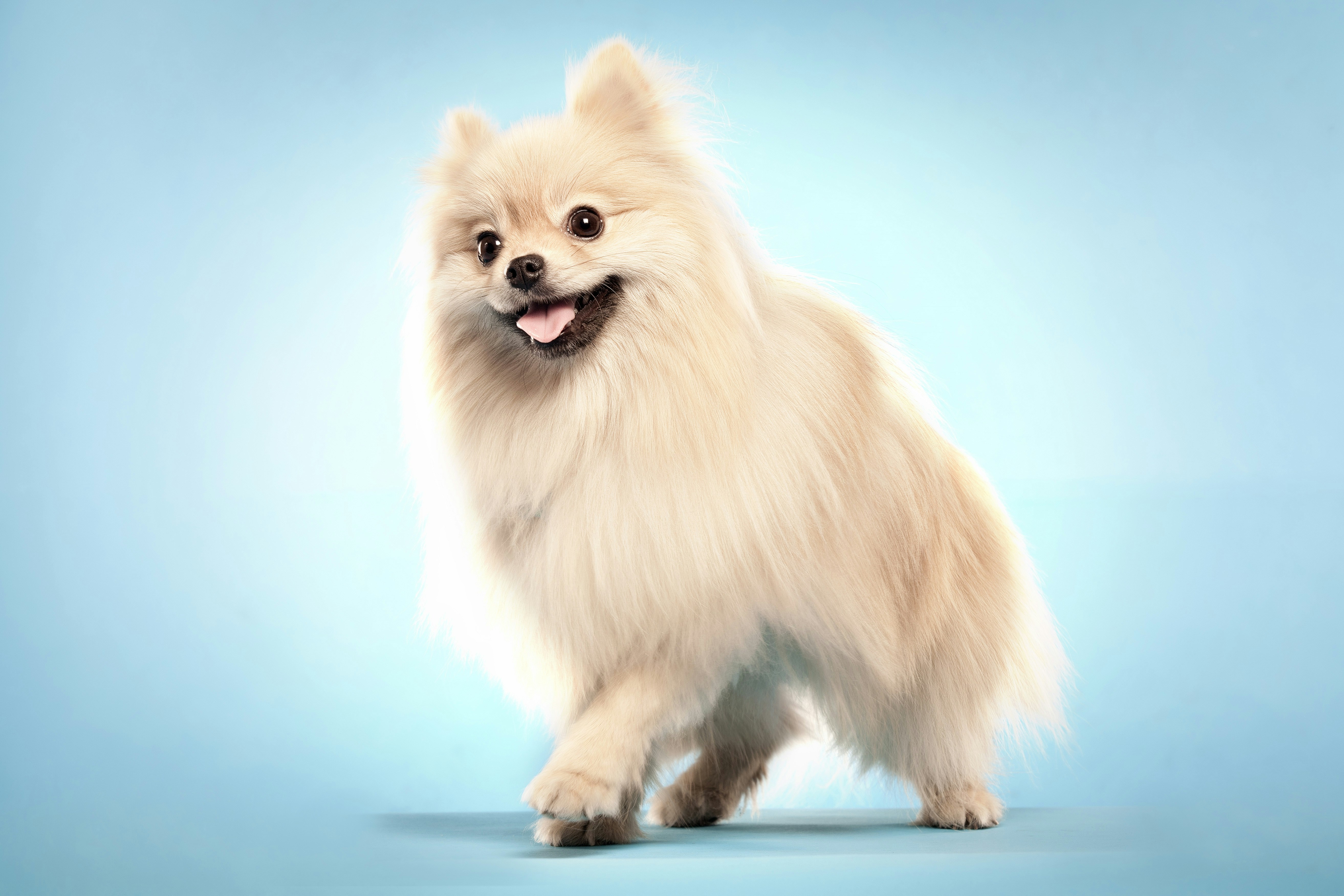 brown pomeranian puppy on blue and white sky during daytime