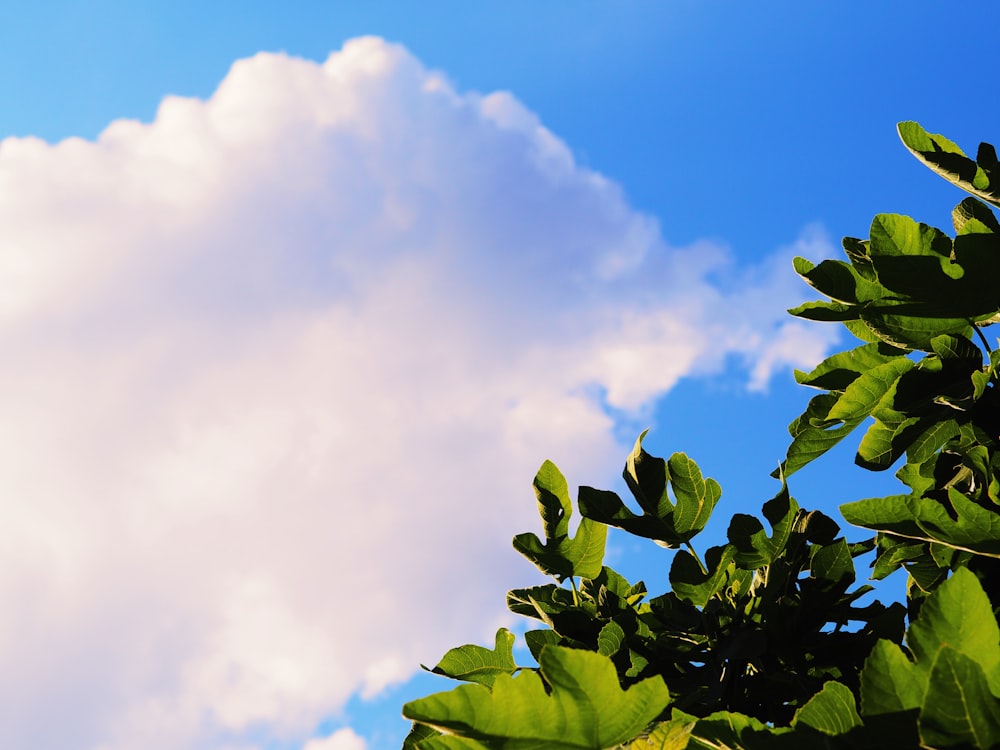 green leaves under blue sky during daytime