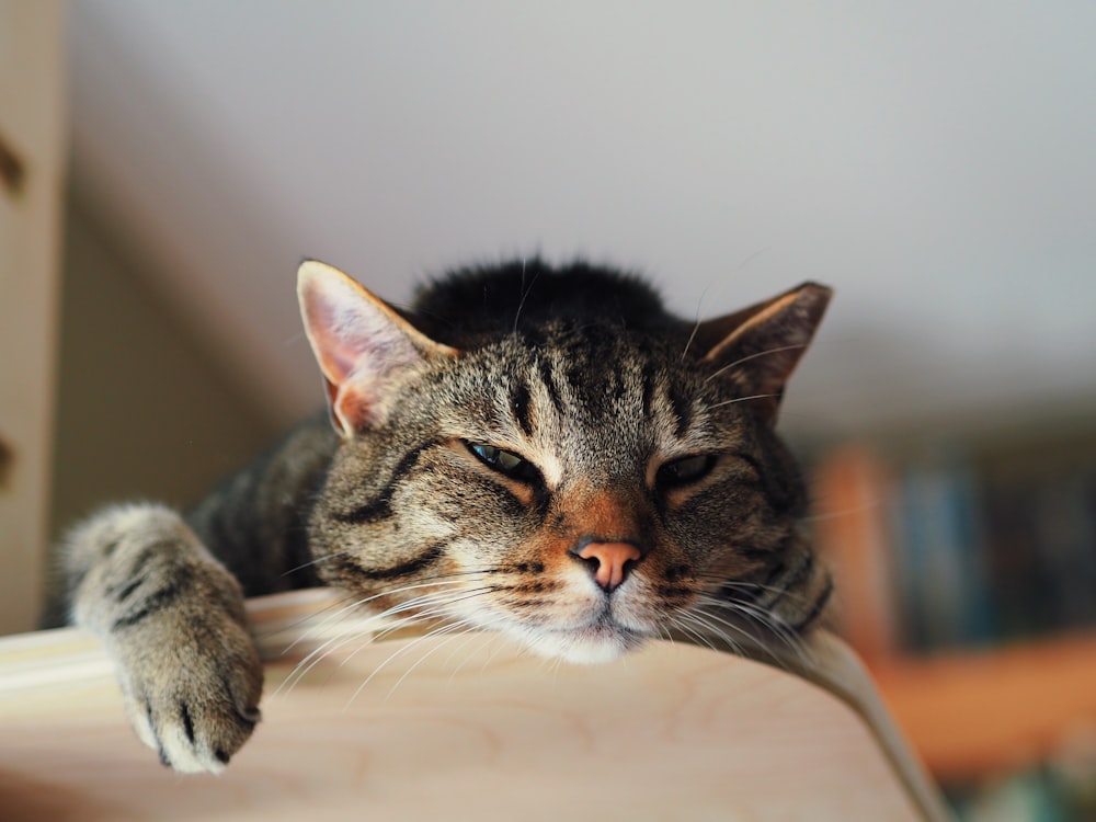 brown tabby cat on brown leather couch