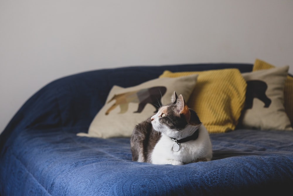 white and black cat on blue textile