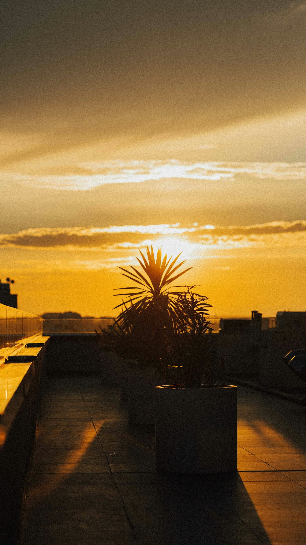 green palm tree near building during sunset