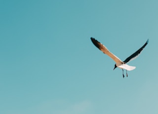 white and black birds flying under blue sky during daytime