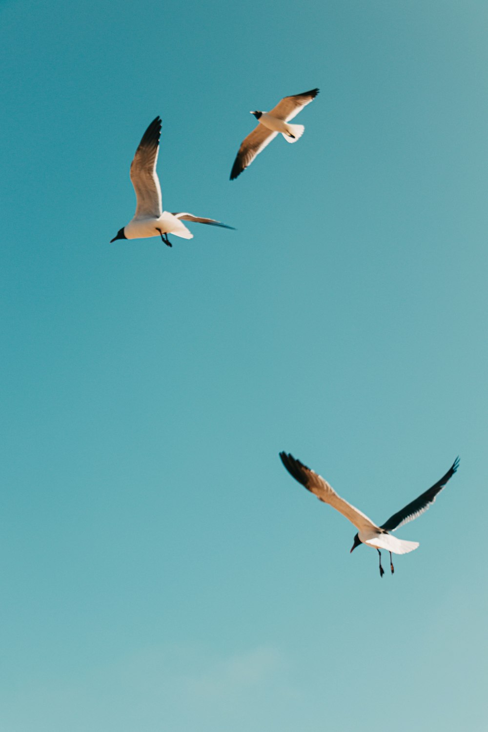 Weiße und schwarze Vögel fliegen tagsüber unter blauem Himmel