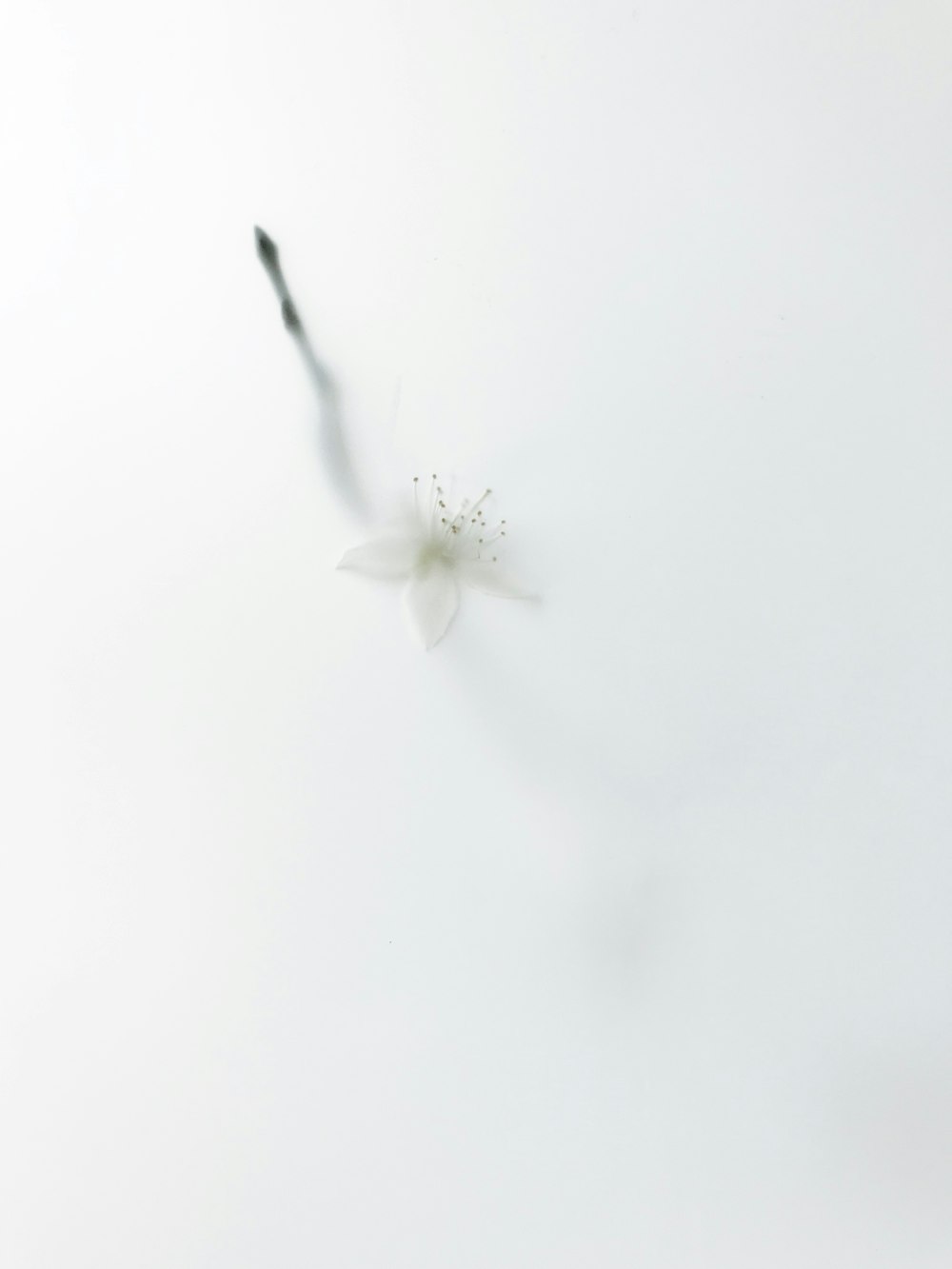 white flower on white surface