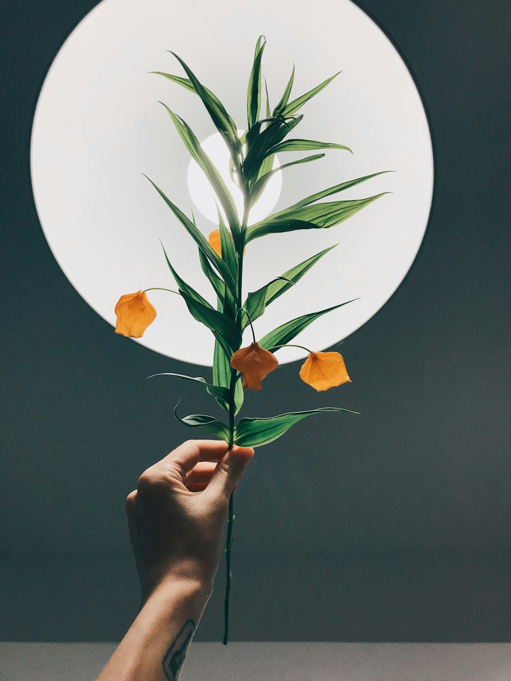 Person, die orangefarbene Blume auf weißer Keramikrundplatte hält