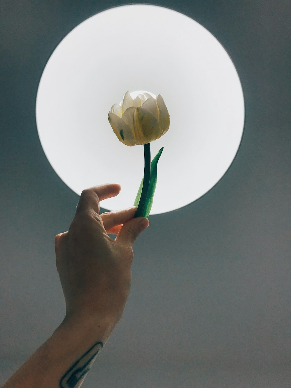 person holding white flower on white round plate