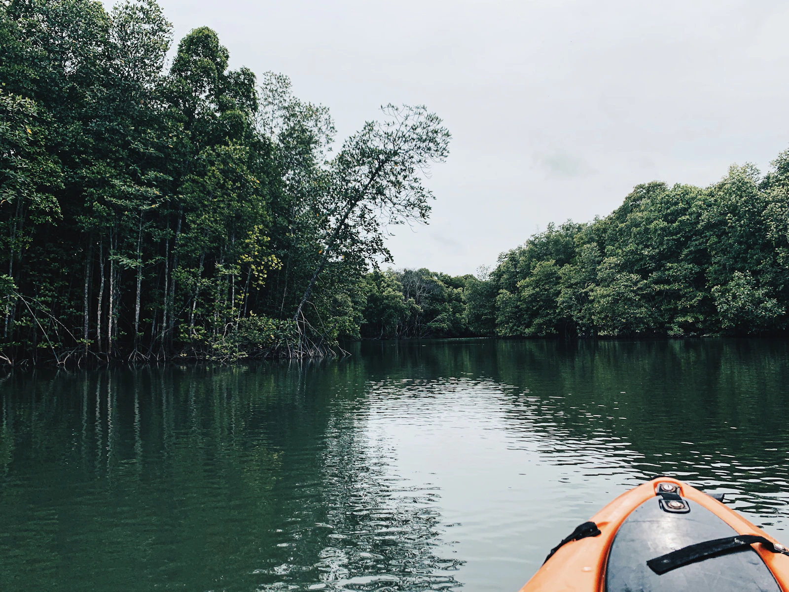 A kayak drawn up beside dense green mangroves