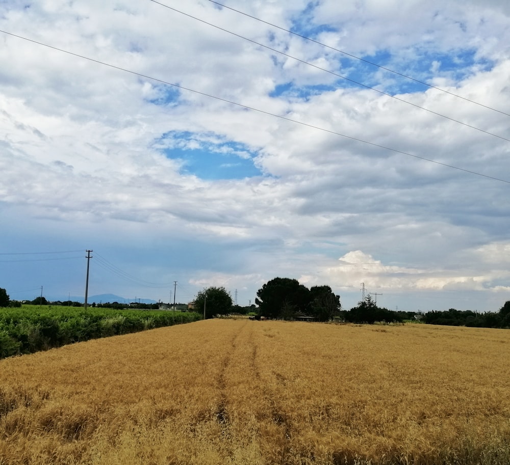 Grünes Grasfeld unter blauem Himmel tagsüber