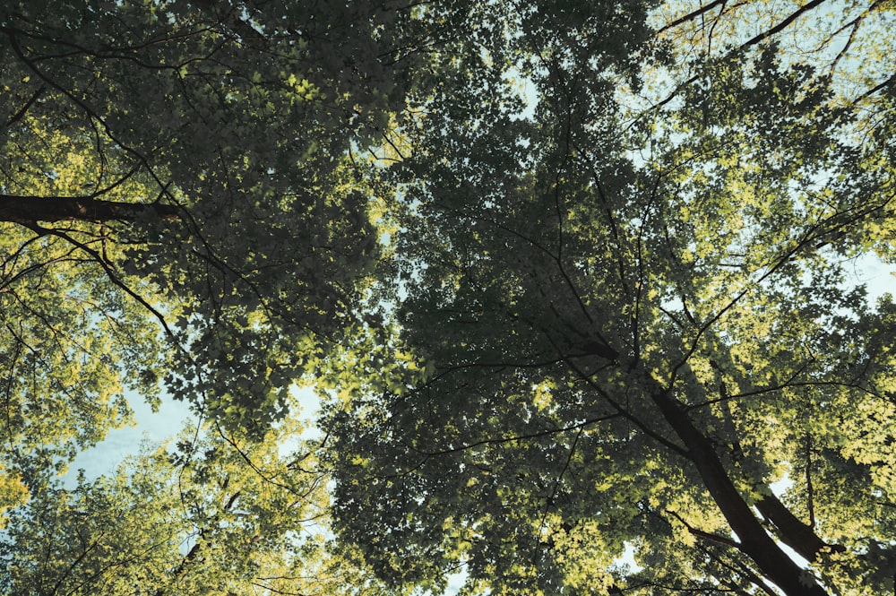 Árbol verde bajo el cielo azul durante el día