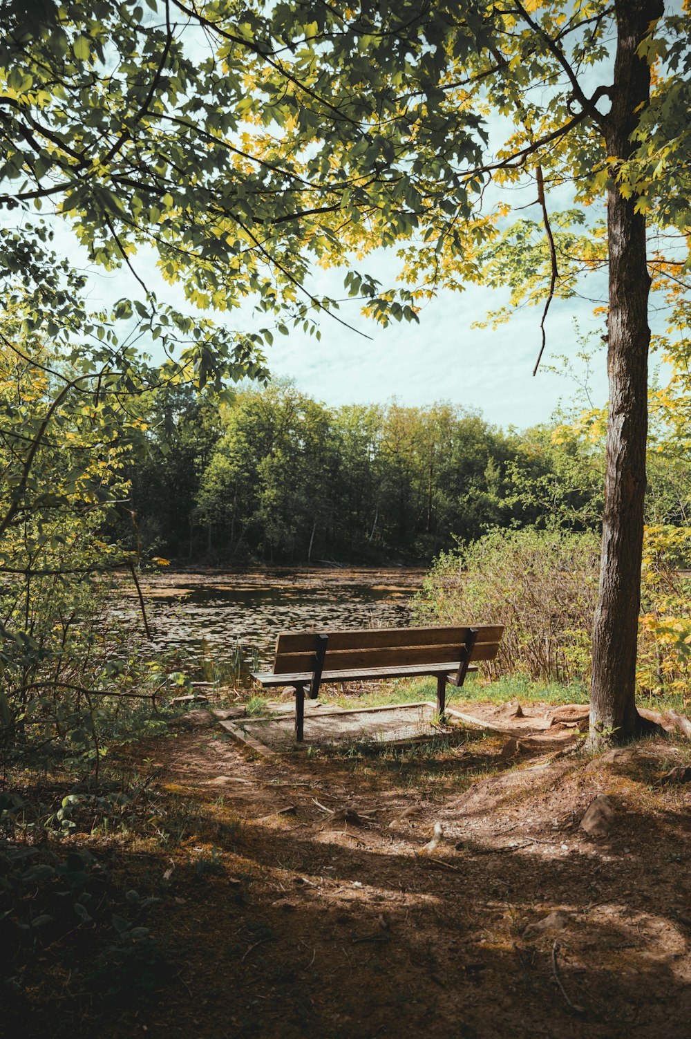 panchina di legno marrone vicino agli alberi verdi durante il giorno