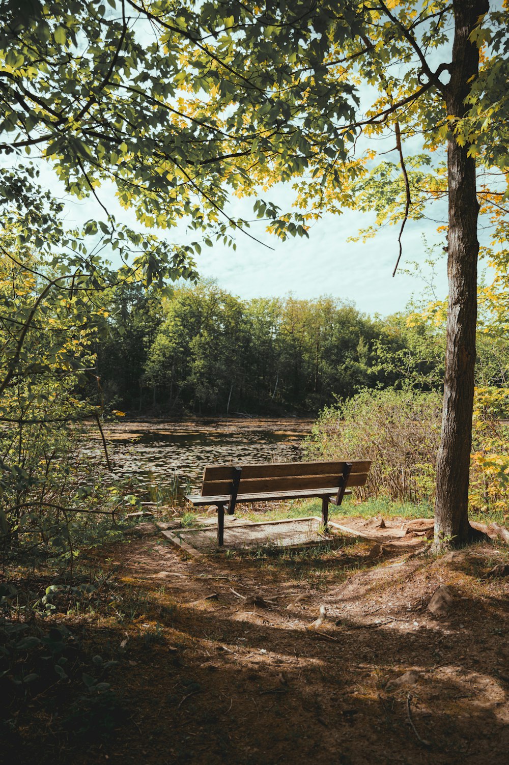 brown wooden bench near green trees during daytime