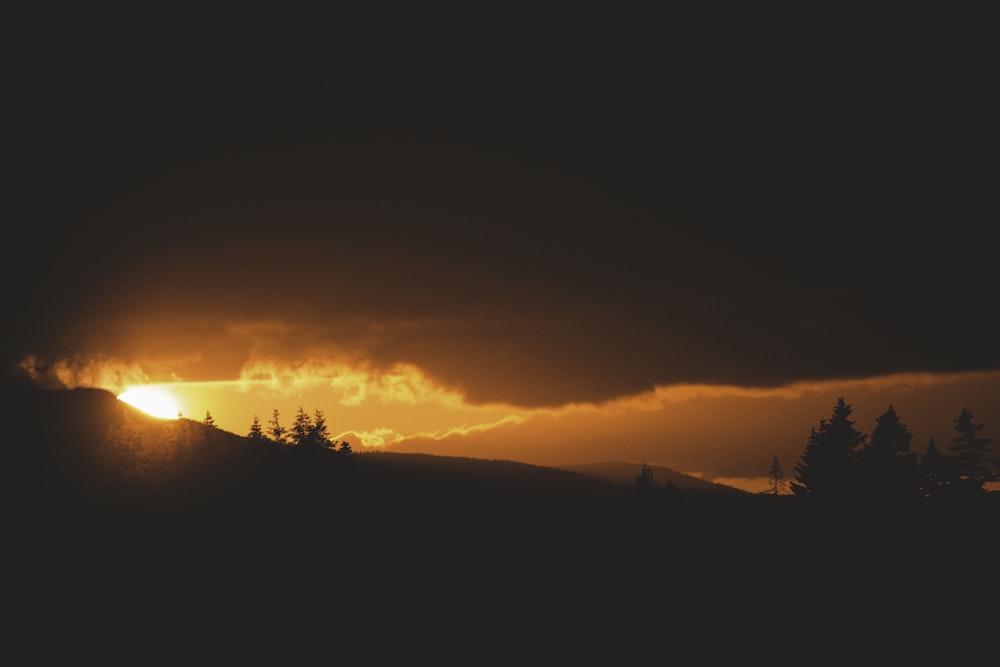 silhouette of trees during sunset