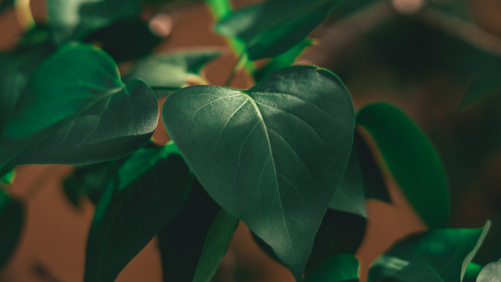 green leaves in macro shot