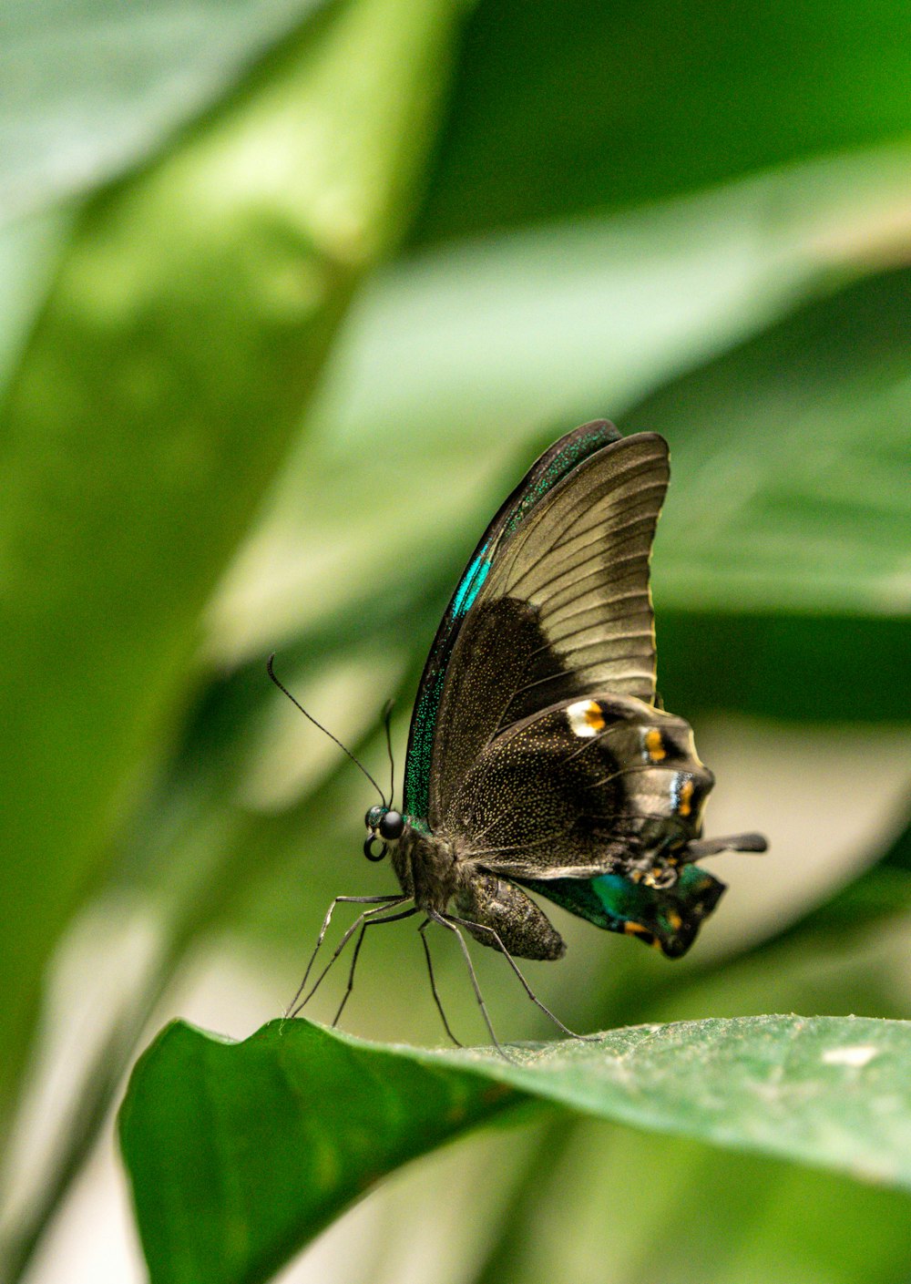 black and white butterfly perched on green leaf