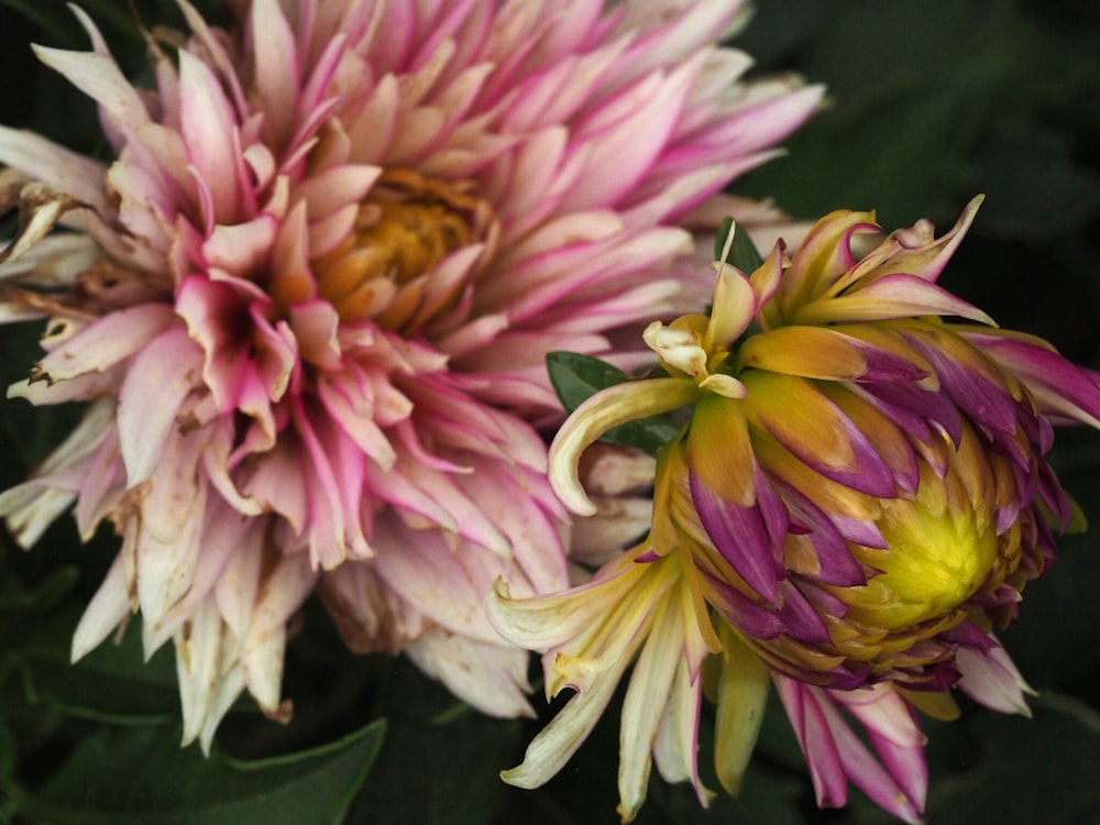 pink and white flower in macro lens photography