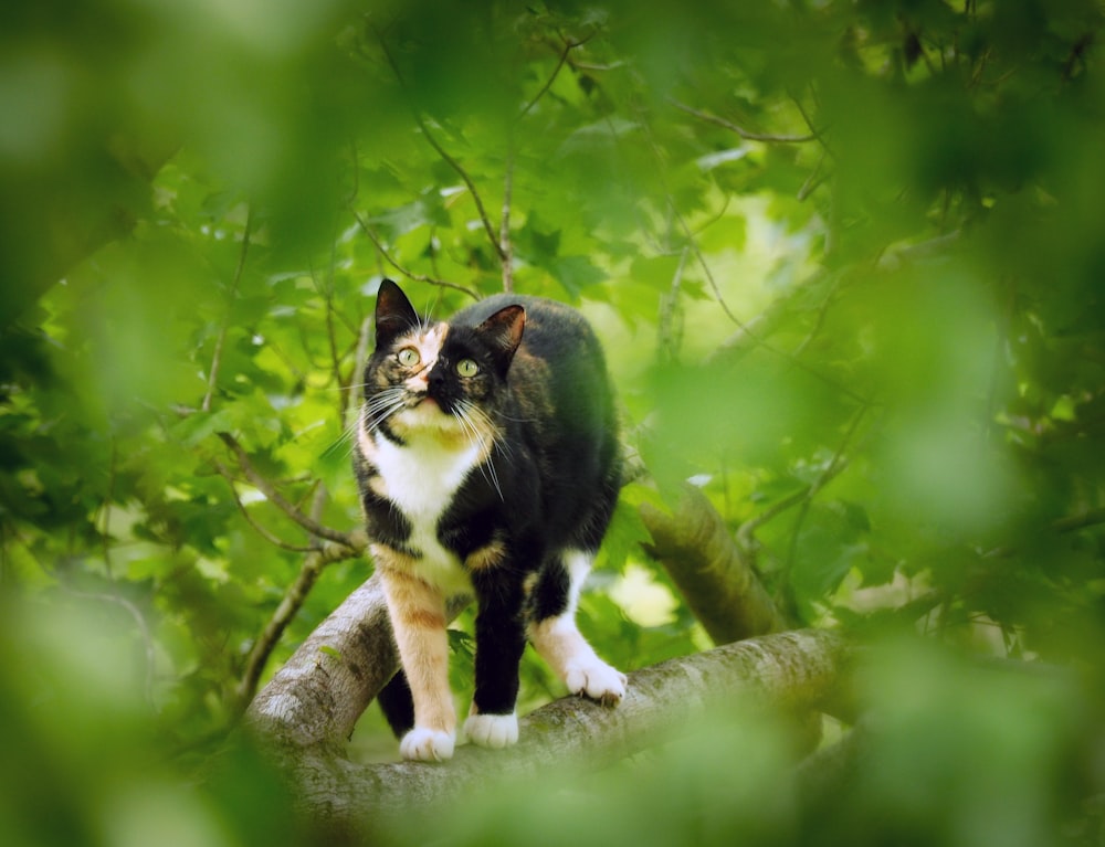 black and white cat on tree branch