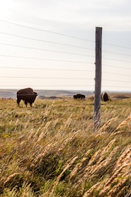 black cow on brown grass field during daytime