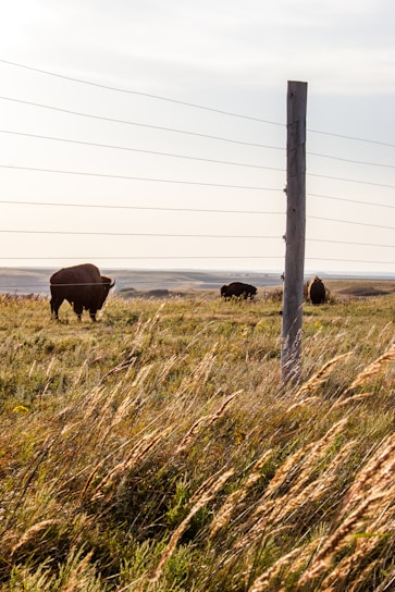black cow on brown grass field during daytime