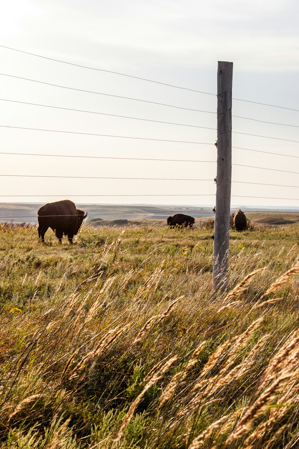 black cow on brown grass field during daytime