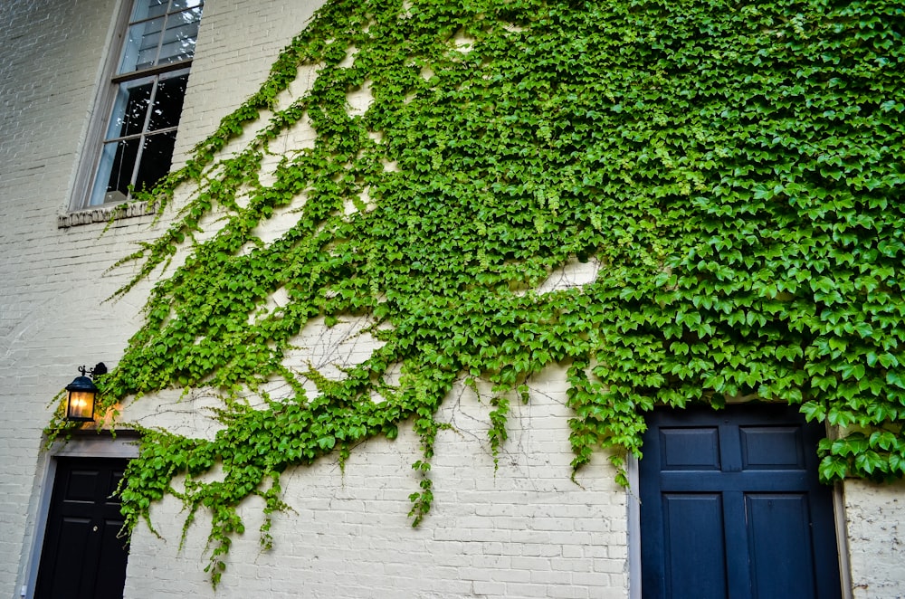green vines on white brick wall