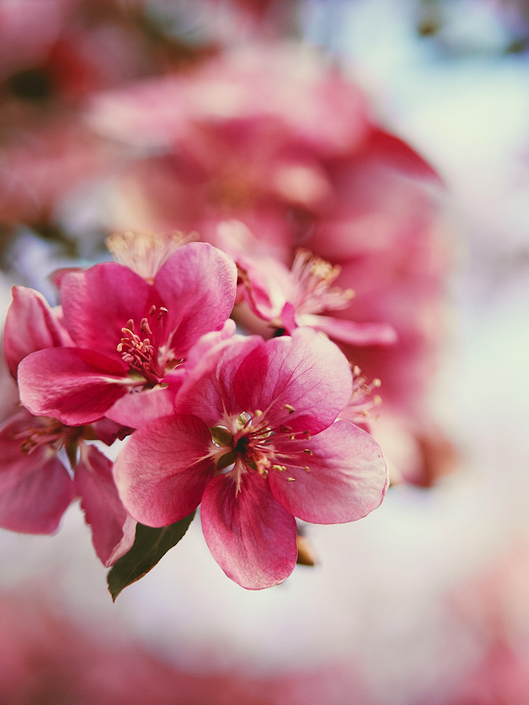 pink flower in tilt shift lens