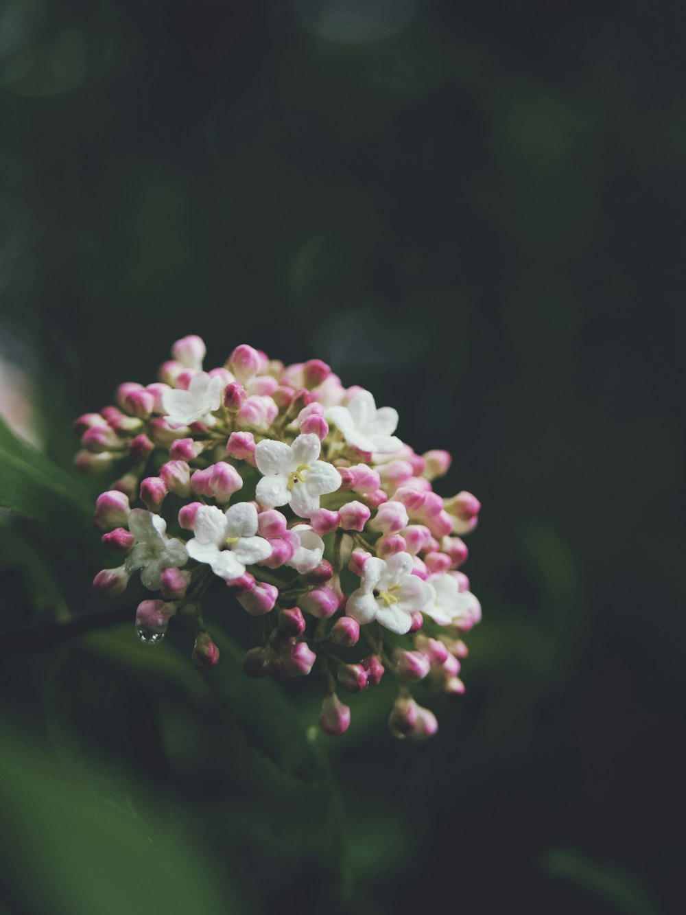 pink and white flower in tilt shift lens