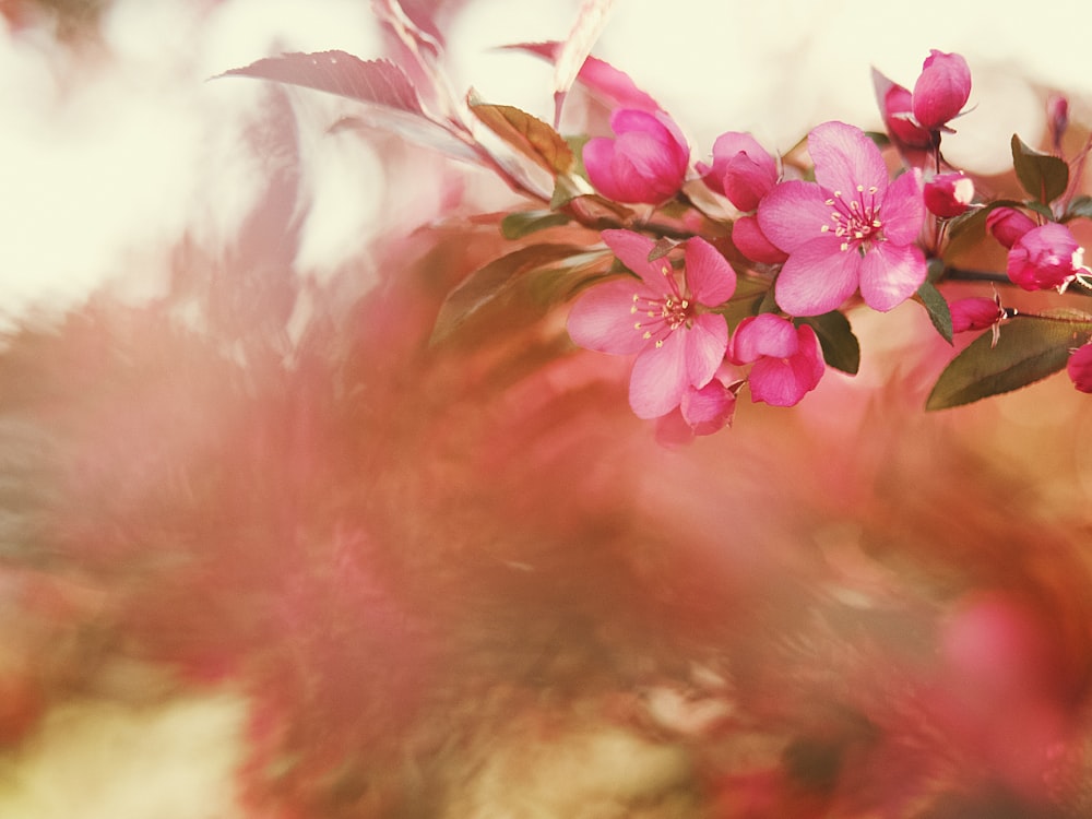 pink and white flowers with green leaves