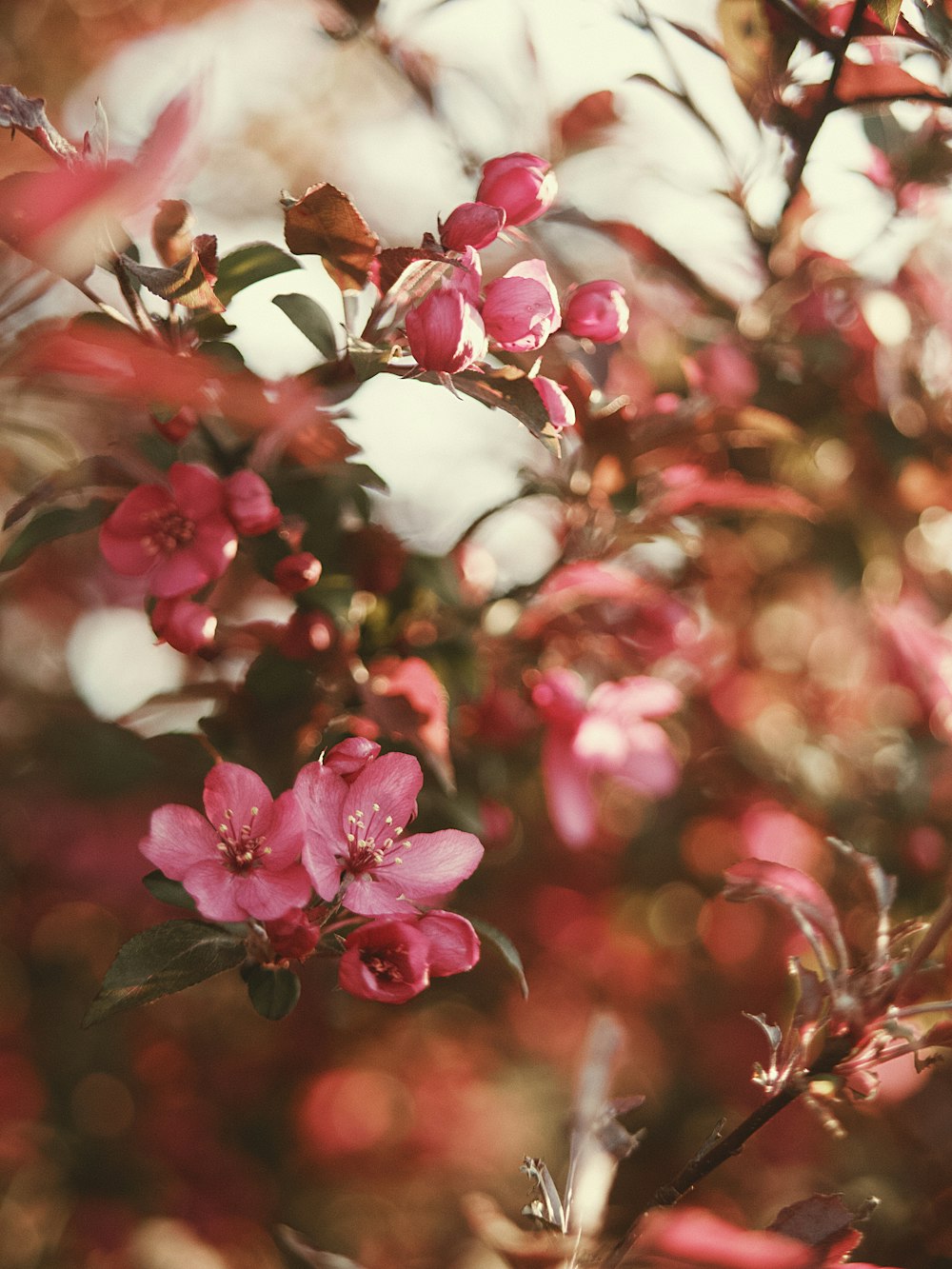 pink and white flowers in tilt shift lens