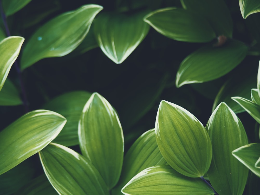 green leaves with water droplets