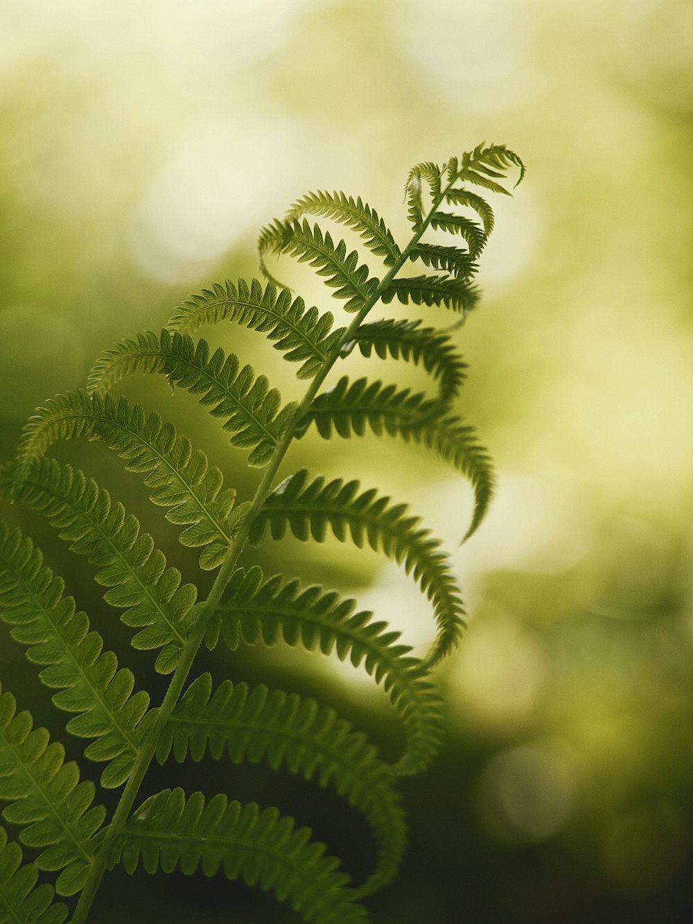 green fern plant in close up photography