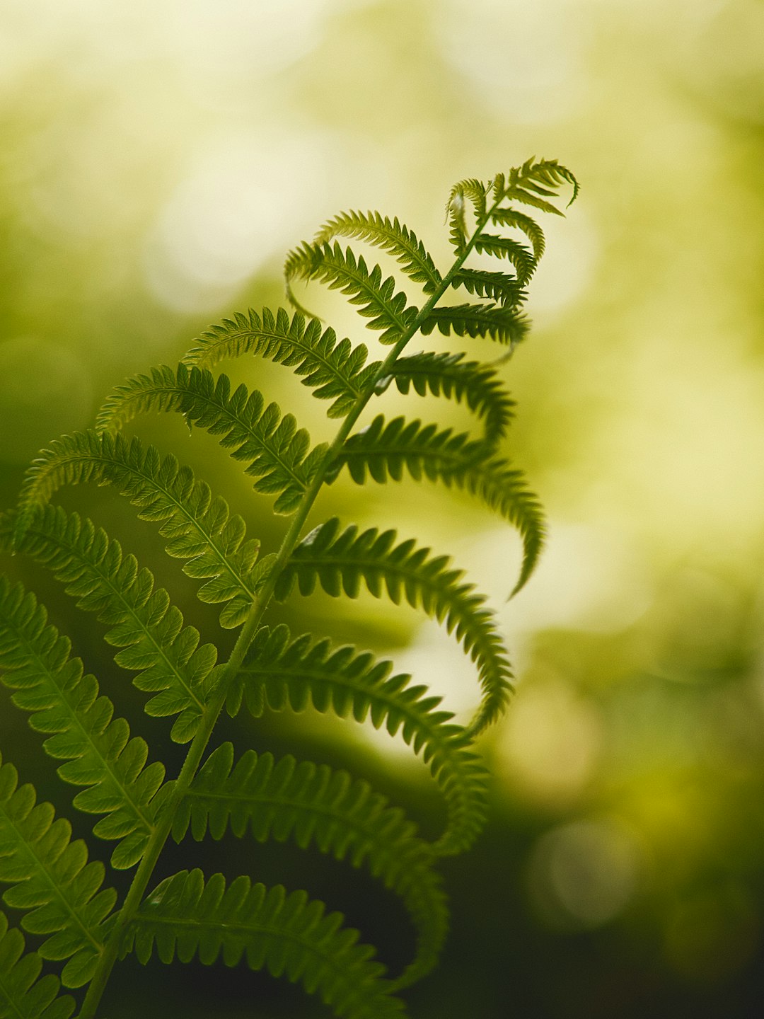 green fern plant in close up photography