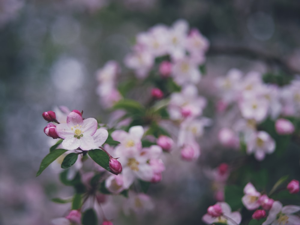 white and pink cherry blossom in bloom during daytime