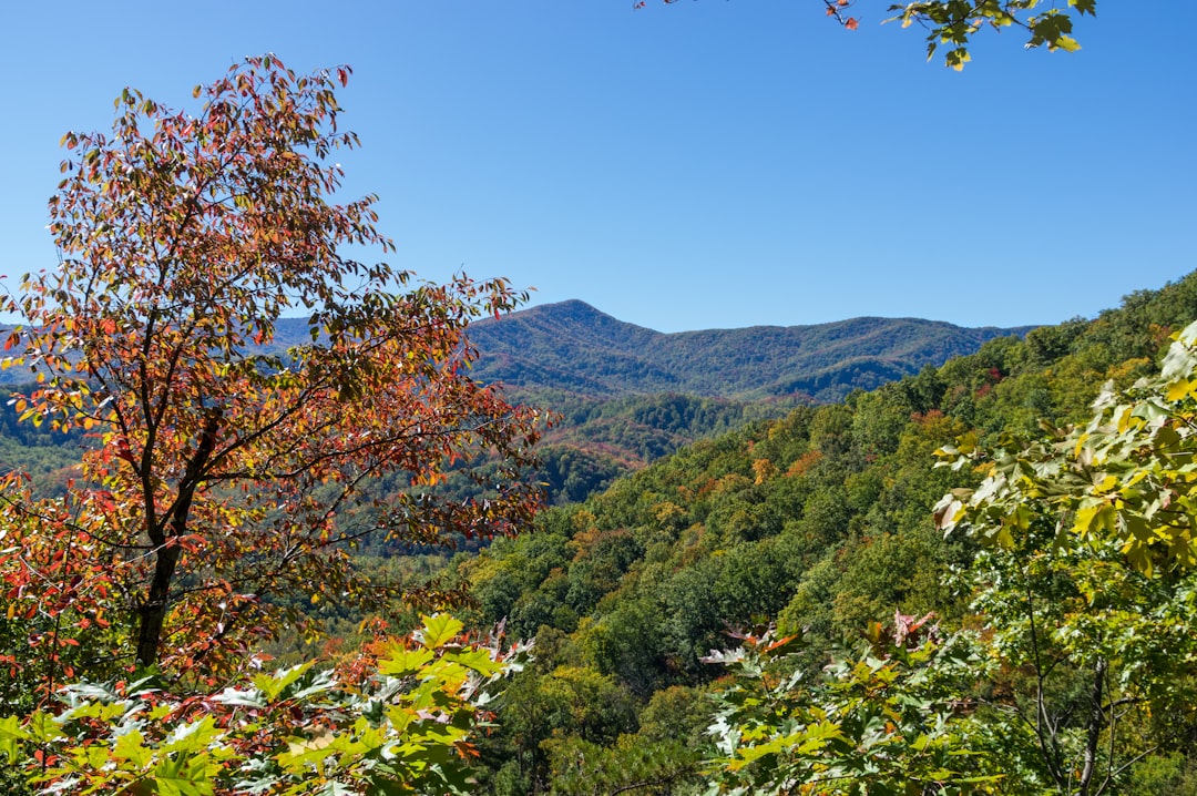 Nature reserve photo spot Great Smoky Mountains Cataloochee