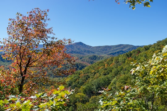 red and green trees on mountain under blue sky during daytime in Great Smoky Mountains United States