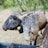 A large, horned cattle stands on a dirt path surrounded by lush green trees. The animal has a spotted coat with a mix of dark gray and brown patches. A yellow ear tag is visible, marked with black text. In the foreground, a portion of a black plastic trough can be seen.