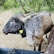 A large, horned cattle stands on a dirt path surrounded by lush green trees. The animal has a spotted coat with a mix of dark gray and brown patches. A yellow ear tag is visible, marked with black text. In the foreground, a portion of a black plastic trough can be seen.