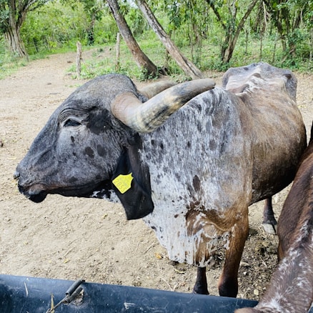 A large, horned cattle stands on a dirt path surrounded by lush green trees. The animal has a spotted coat with a mix of dark gray and brown patches. A yellow ear tag is visible, marked with black text. In the foreground, a portion of a black plastic trough can be seen.
