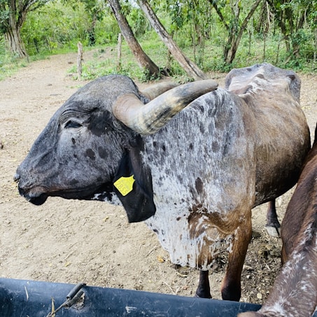 A large, horned cattle stands on a dirt path surrounded by lush green trees. The animal has a spotted coat with a mix of dark gray and brown patches. A yellow ear tag is visible, marked with black text. In the foreground, a portion of a black plastic trough can be seen.