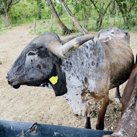 A large, horned cattle stands on a dirt path surrounded by lush green trees. The animal has a spotted coat with a mix of dark gray and brown patches. A yellow ear tag is visible, marked with black text. In the foreground, a portion of a black plastic trough can be seen.