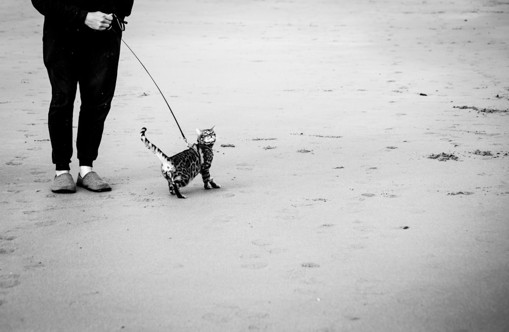 chiot dalmatien noir et blanc sur le sable